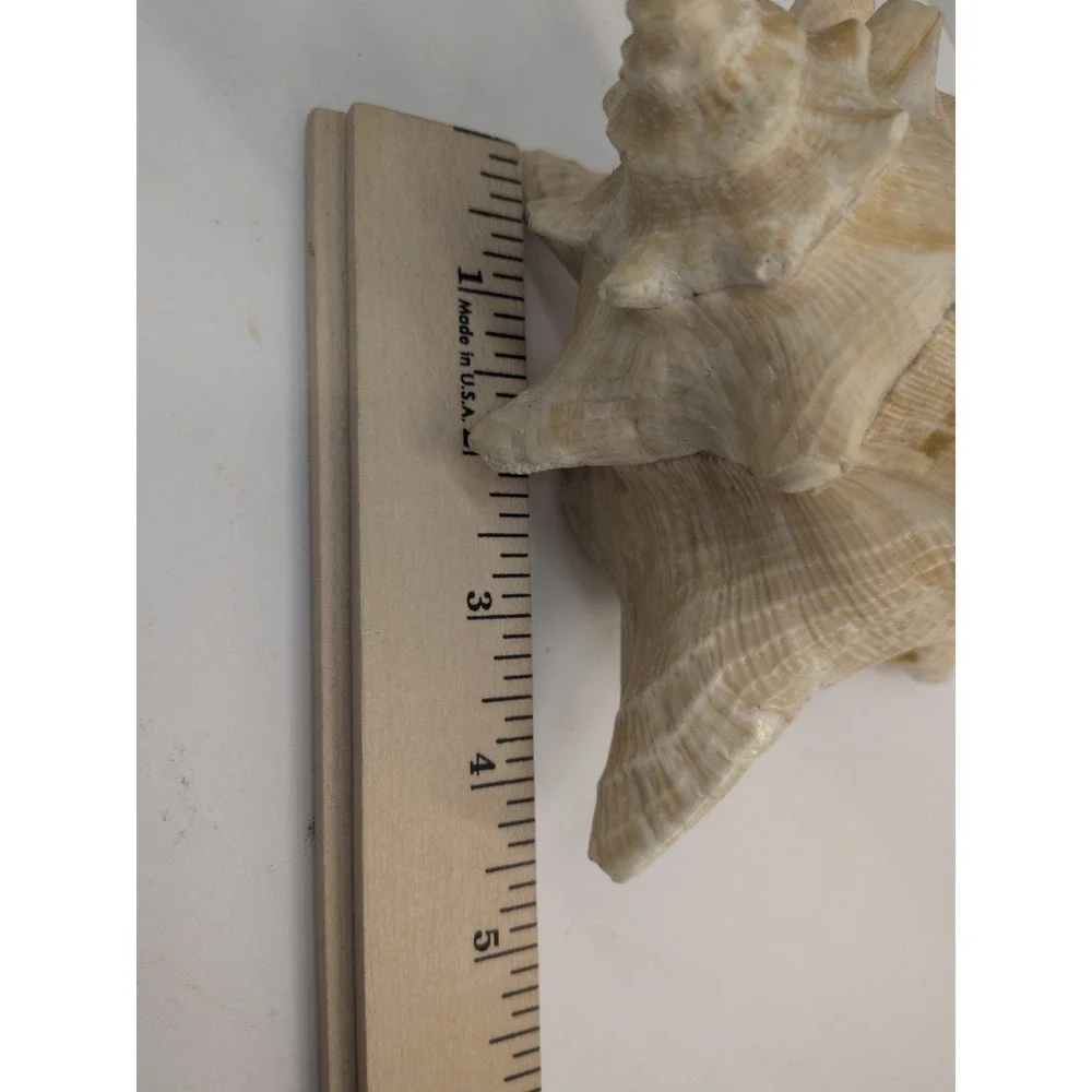 🏖️Large Vintage Pink-Lipped Murex Sea Shell Natural Ocean‎ Beach Coastal Decor